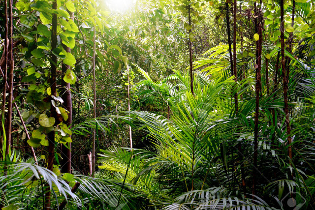 Lush green forest sunlight jungle free wallpaper for desktop - medium preview image