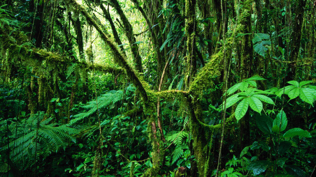 Lush green forest mossy vegetation #2 free wallpaper for desktop - medium preview image