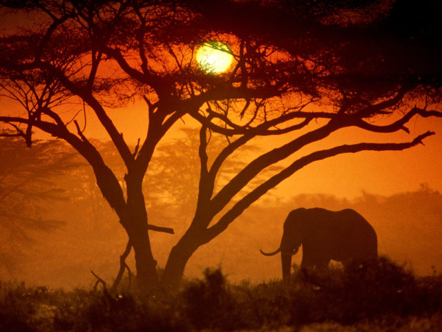 Elephant tree sunset foggy forest free wallpaper for desktop - medium preview image