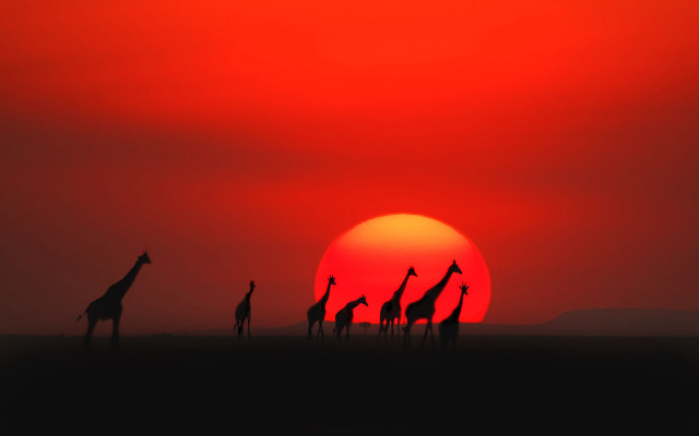 Giraffes sunset red sky silhouette free wallpaper for desktop - medium preview image