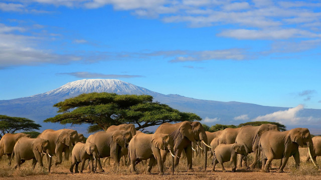 Elephants herd dry grass field #4 free wallpaper for desktop - medium preview image