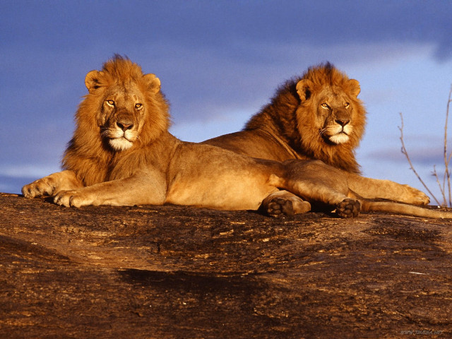 Two lions laying on rock free wallpaper for desktop - medium preview image