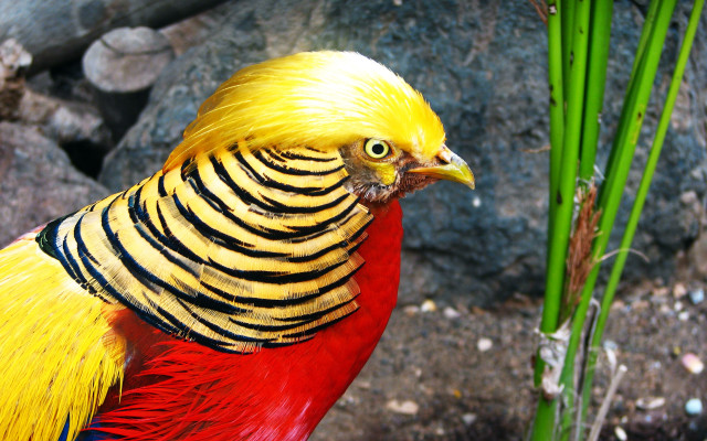 Colorful bird yellow red plant free wallpaper for desktop - medium preview image