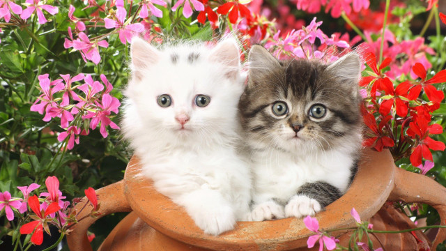 Kittens in pot of flowers free wallpaper for desktop - medium preview image