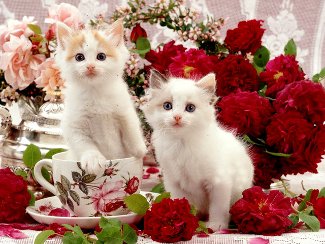 Kittens teacup roses vase flowers free wallpaper for desktop - medium preview image