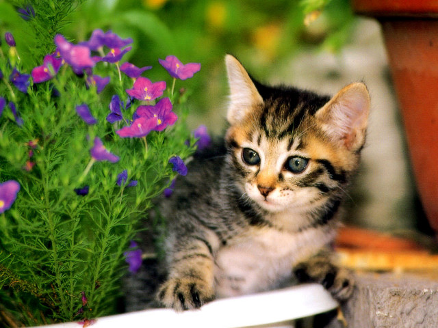 Kitten flower pot planter purple free wallpaper for desktop - medium preview image