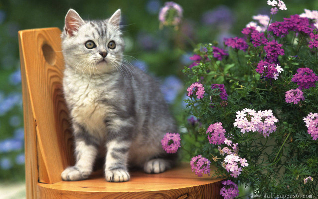Kitten wooden chair flower garden free wallpaper for desktop - medium preview image