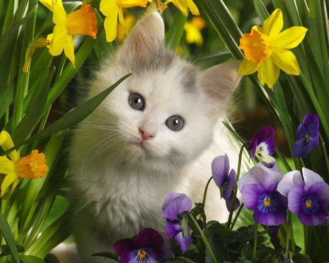 Kitten surprised field flowers looking free wallpaper for desktop - medium preview image