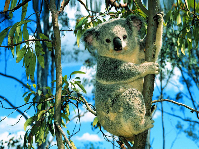 Koala sitting tree head branch free wallpaper for desktop - medium preview image