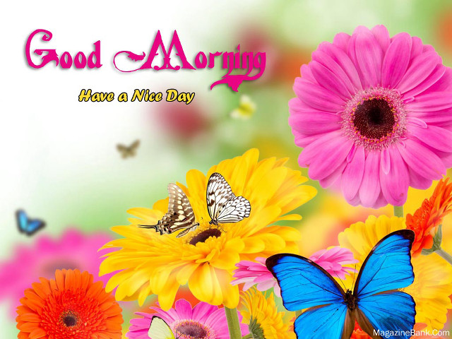 Colorful flower butterfly morning message free wallpaper for desktop - medium preview image