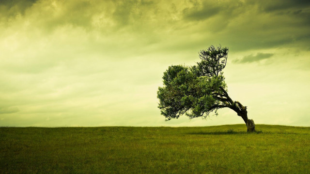 Lone tree grassy field cloudy #17 free wallpaper for desktop - medium preview image