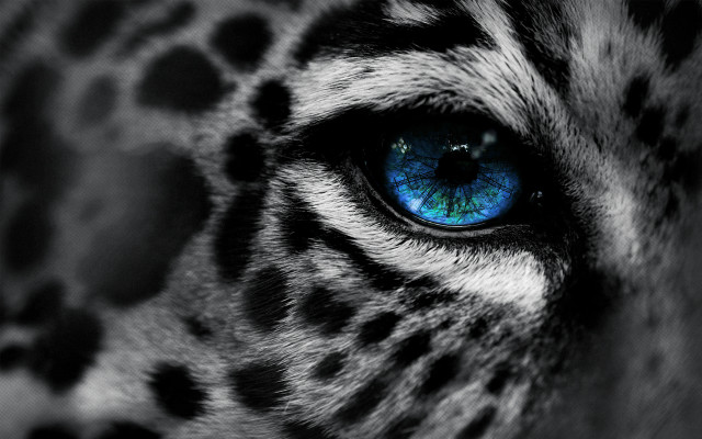Blue eye leopard spots photorealistic free wallpaper for desktop - medium preview image