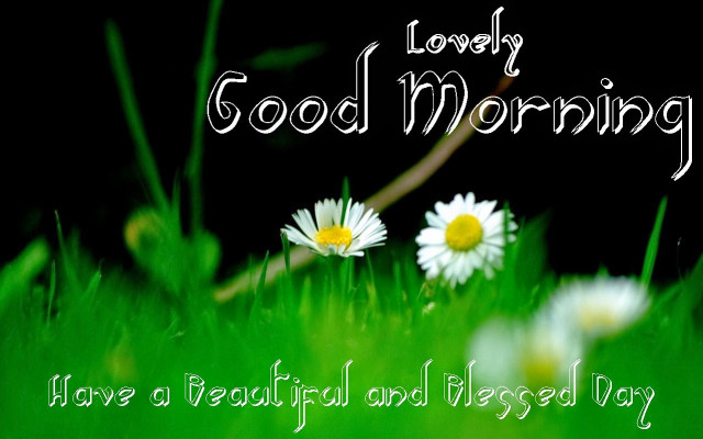 Daisies grass good morning message free wallpaper for desktop - medium preview image