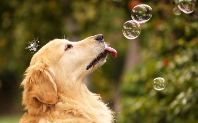 Dog blowing bubbles mouth open #2 free wallpaper for desktop - medium preview image