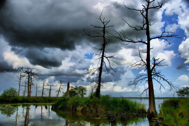 Swampy dead trees cloudy sky free wallpaper for desktop - medium preview image