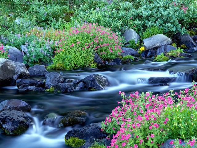 Stream rocks flowers garden pink free wallpaper for desktop - medium preview image
