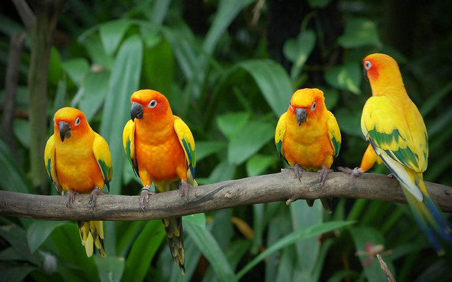 Colorful birds sitting branch forest free wallpaper for desktop - medium preview image