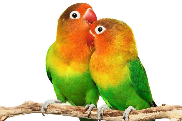 Colorful birds sitting branch eyes free wallpaper for desktop - medium preview image