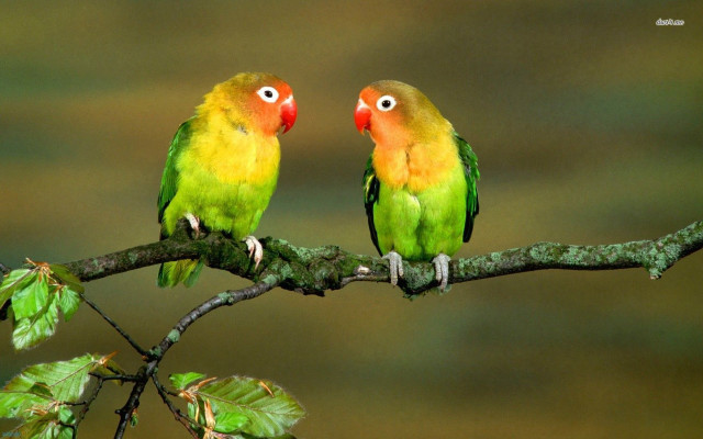 Colorful birds sitting branch leaves #2 free wallpaper for desktop - medium preview image