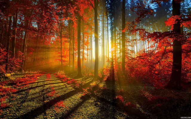 Forest trail sunbeam red leaves free wallpaper for desktop - medium preview image