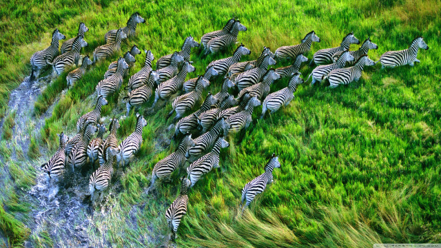 Zebras herd grass field water #2 free wallpaper for desktop - medium preview image
