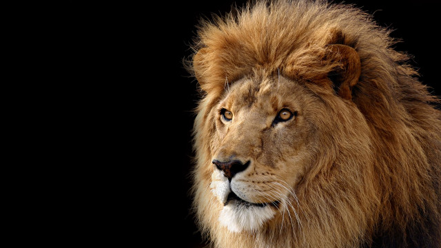 Lion long mane black background #3 free wallpaper for desktop - medium preview image