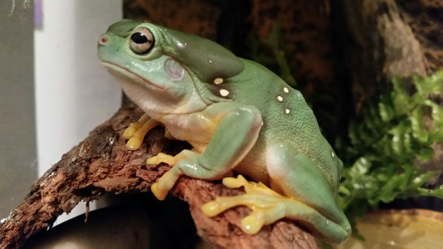 Frog branch plant leaf rococo free wallpaper for desktop - medium preview image