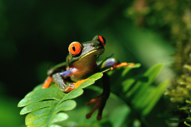 Frog orange eyes leaf green #2 free wallpaper for desktop - medium preview image