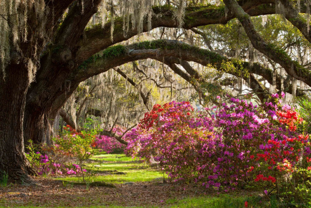 Tree lined path flower canopy #2 free wallpaper for desktop - medium preview image