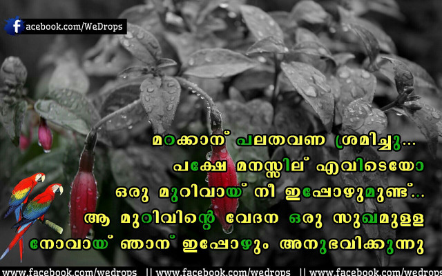 Colorful bird branch tree quote free wallpaper for desktop - medium preview image