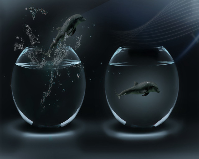 Fish jumping bowl water stomach free wallpaper for desktop - medium preview image