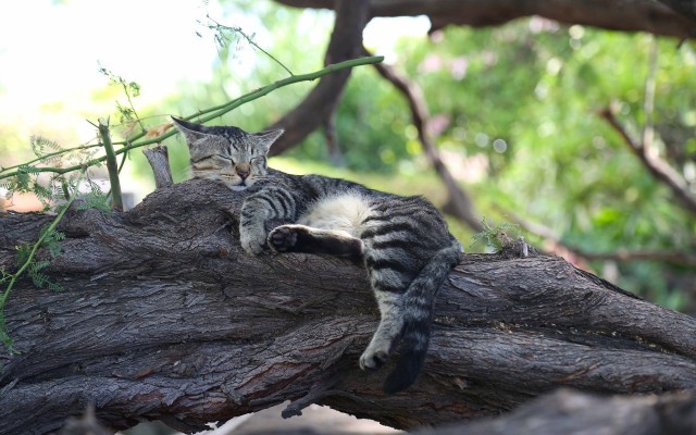Cat laying tree branch woods free wallpaper for desktop - medium preview image