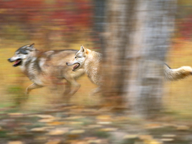 Two wolfs running forest fall free wallpaper for desktop - medium preview image