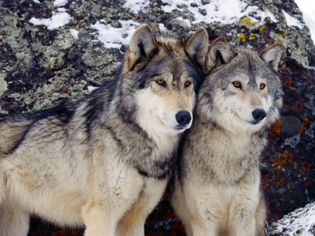 Gray wolfs standing rocky surface free wallpaper for desktop - medium preview image