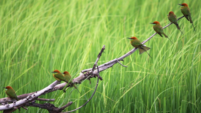 Birds branch field grass tall free wallpaper for desktop - medium preview image