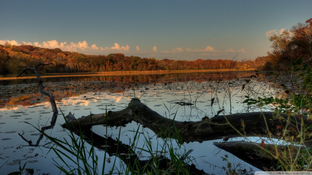 Large tree branch water lake free wallpaper for desktop - medium preview image