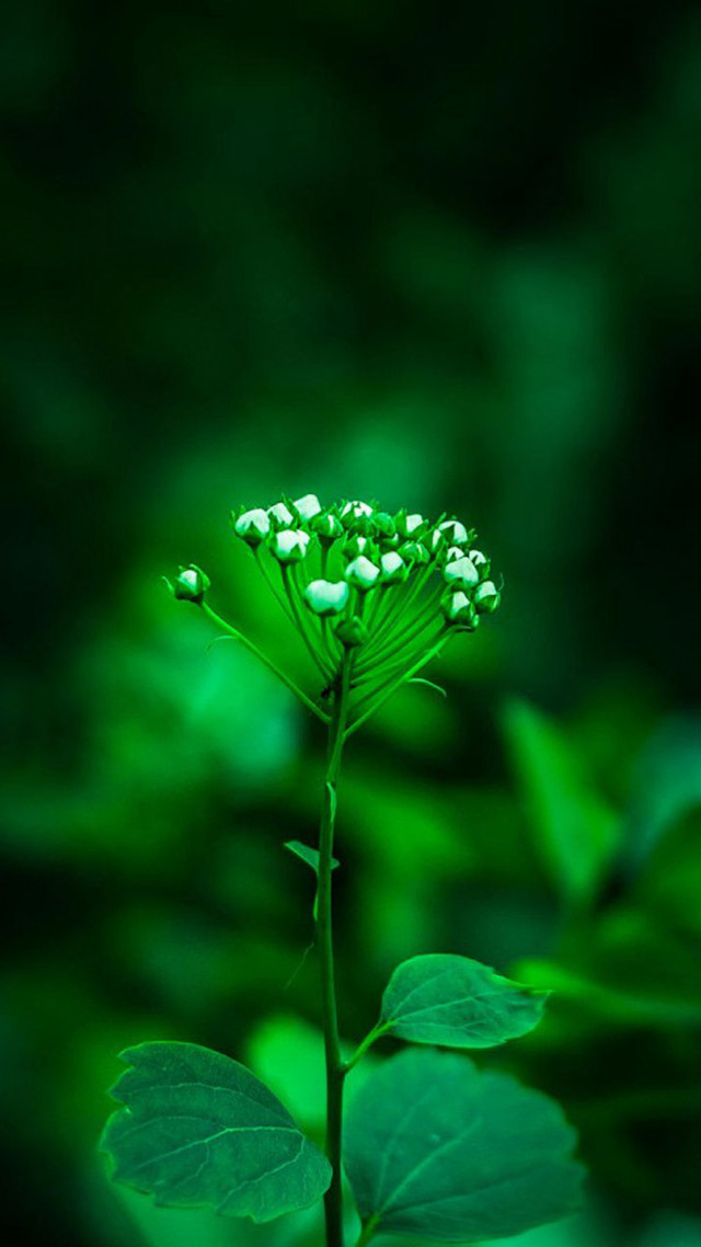 Green flower leaves background blurry free wallpaper for mobile - medium preview image