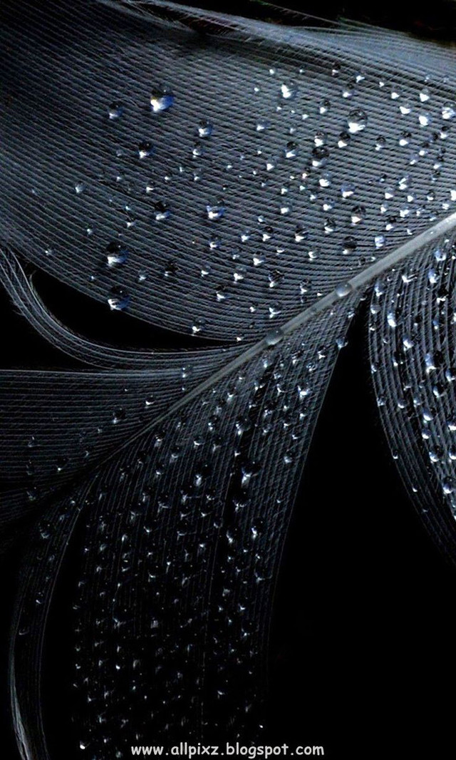 Feather water droplets black white #2 free wallpaper for mobile - medium preview image