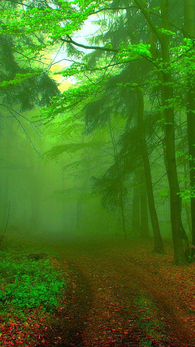 Path woods trees leaves fog free wallpaper for mobile - medium preview image