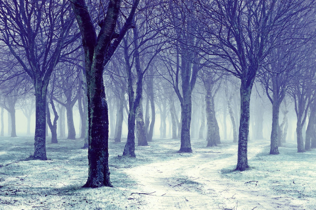 Forest path snow trees foggy free wallpaper for desktop - medium preview image