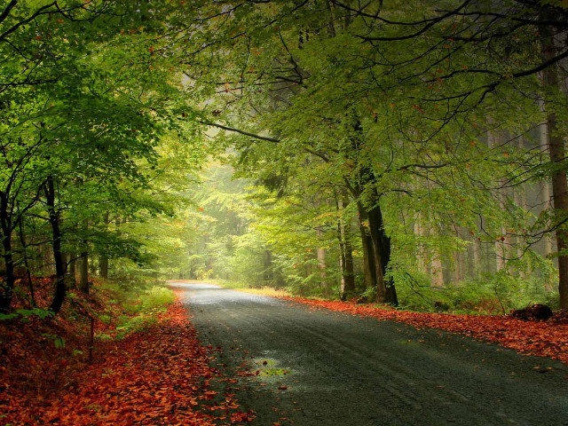 Forest road trees leaves ground #6 free wallpaper for desktop - medium preview image
