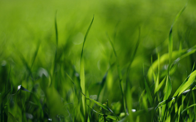 Grass drops blurry nature forest free wallpaper for desktop - medium preview image