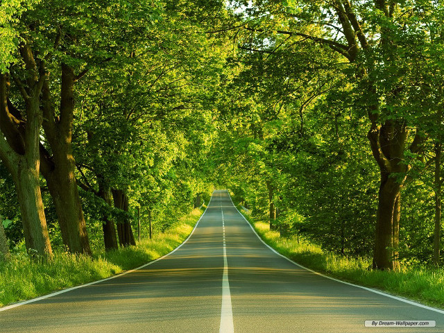 Road trees grass straight line free wallpaper for desktop - medium preview image