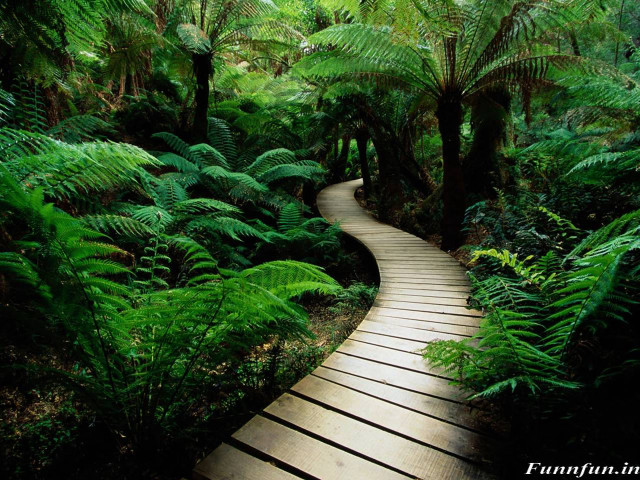 Wooden path forest trees ferns #4 free wallpaper for desktop - medium preview image