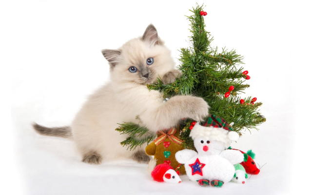 Cat playing christmas tree stuffed free wallpaper for desktop - medium preview image