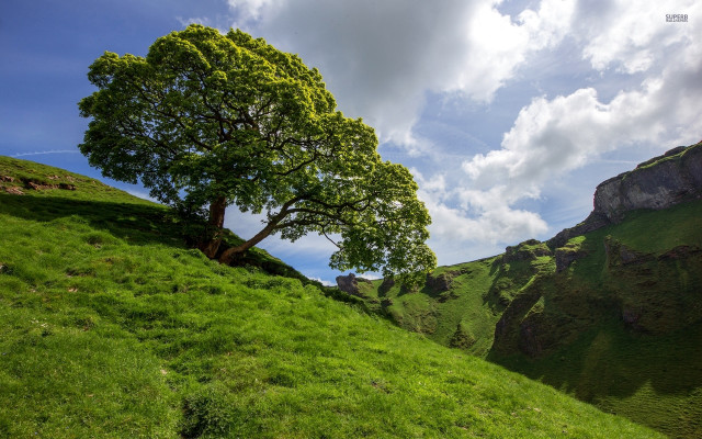 Tree hill grass clouds sky free wallpaper for desktop - medium preview image