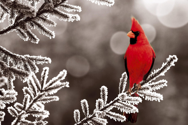 Red bird perched snow ice free wallpaper for desktop - medium preview image