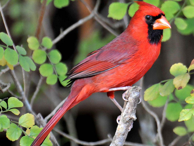 Red bird perched branch green #2 free wallpaper for desktop - medium preview image