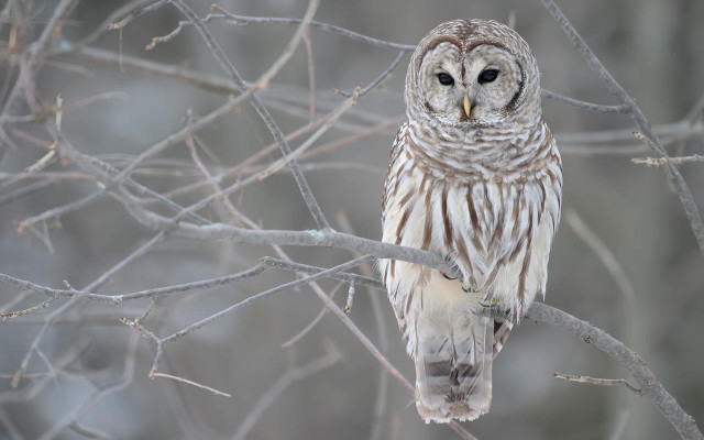 Barred owl winter forest snow free wallpaper for desktop - medium preview image