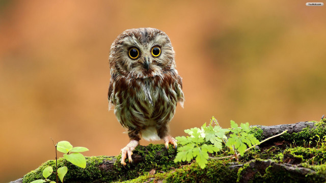 Small owl mossy branch blurry free wallpaper for desktop - medium preview image